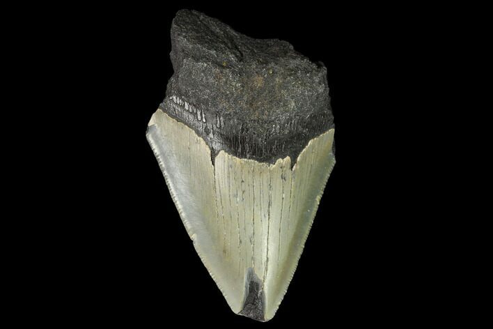 Bargain, Fossil Megalodon Tooth - North Carolina #124806